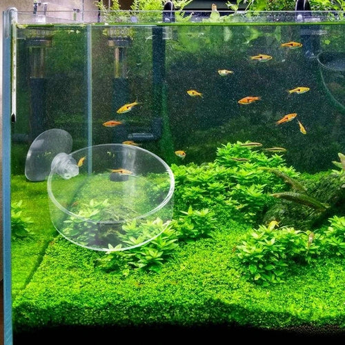 AquaBite™ Floating Feeding Ring